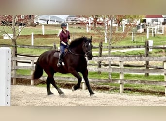 Percheron, Wallach, 7 Jahre, 173 cm, Rappe
