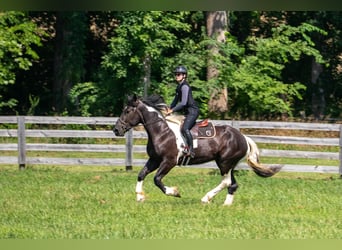 Percheron Mix, Wallach, 7 Jahre, 173 cm, Schecke