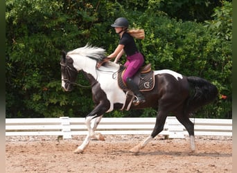 Percheron Mix, Wallach, 7 Jahre, 173 cm, Schecke