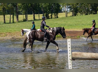Percheron Mix, Wallach, 7 Jahre, 173 cm, Schecke