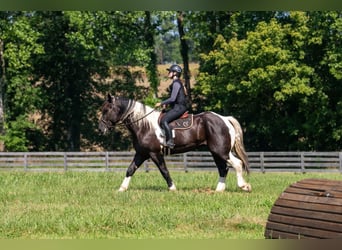 Percheron Mix, Wallach, 7 Jahre, 173 cm, Schecke