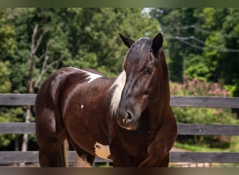 Percheron Mix, Wallach, 7 Jahre, 173 cm, Schecke