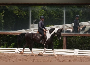 Percheron Mix, Wallach, 7 Jahre, 173 cm, Schecke
