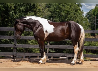 Percheron Mix, Wallach, 7 Jahre, 173 cm, Schecke
