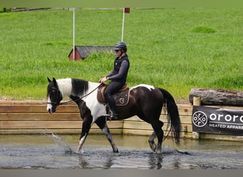 Percheron Mix, Wallach, 7 Jahre, 173 cm, Schecke
