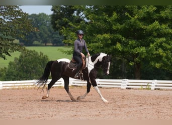 Percheron Mix, Wallach, 7 Jahre, 173 cm, Schecke