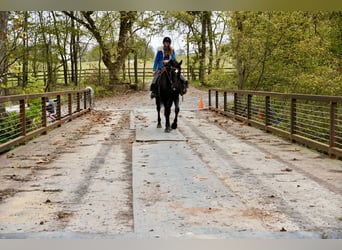 Percheron Mix, Wallach, 7 Jahre, 175 cm, Rappe