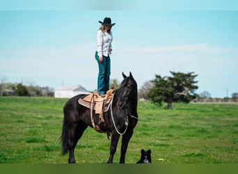 Percheron, Wallach, 7 Jahre, 175 cm, Rappe