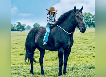 Percheron, Wallach, 7 Jahre, 175 cm, Rappe