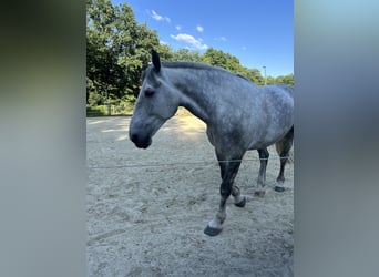 Percheron Mix, Wallach, 7 Jahre, 182 cm, Apfelschimmel