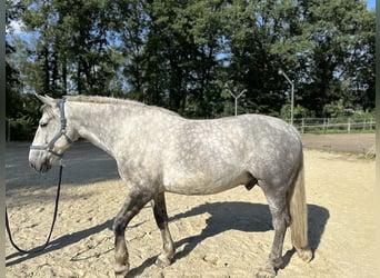 Percheron Mix, Wallach, 7 Jahre, 182 cm, Apfelschimmel