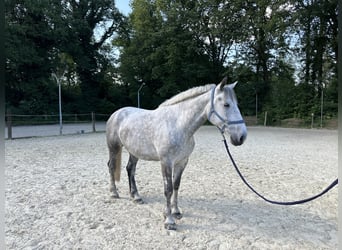 Percheron Mix, Wallach, 7 Jahre, 182 cm, Apfelschimmel