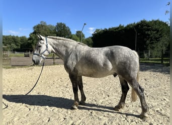 Percheron Mix, Wallach, 7 Jahre, 182 cm, Apfelschimmel