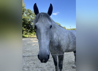 Percheron Mix, Wallach, 7 Jahre, 182 cm, Apfelschimmel