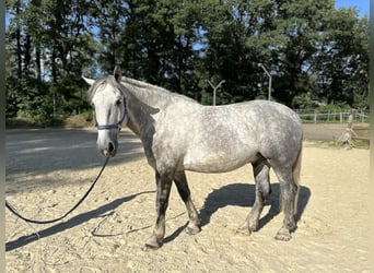 Percheron Mix, Wallach, 7 Jahre, 182 cm, Apfelschimmel