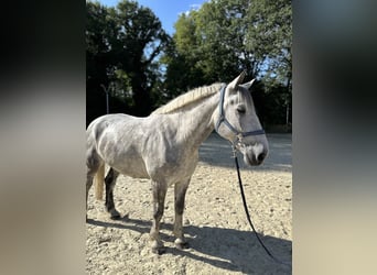 Percheron Mix, Wallach, 7 Jahre, 182 cm, Apfelschimmel