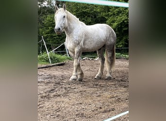 Percheron, Wallach, 7 Jahre, 183 cm, Schimmel