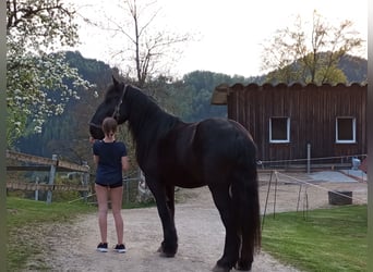 Percheron Mix, Wallach, 7 Jahre, 190 cm, Rappe