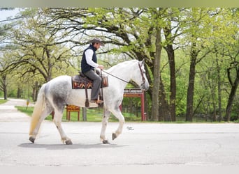 Percheron Mix, Wallach, 7 Jahre, Apfelschimmel
