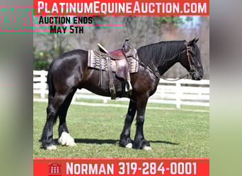 Percheron, Wallach, 7 Jahre, Rappe