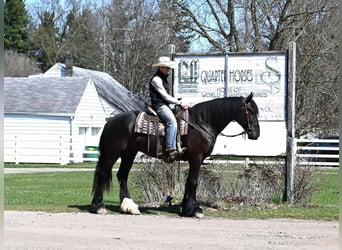 Percheron, Wallach, 7 Jahre, Rappe