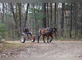 Percheron, Wallach, 7 Jahre, Rotbrauner