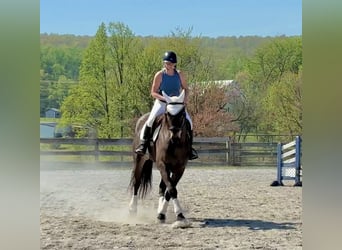 Percheron Mix, Wallach, 7 Jahre, Rotbrauner