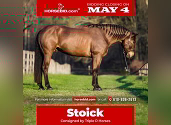 Percheron Mix, Wallach, 7 Jahre, Rotbrauner