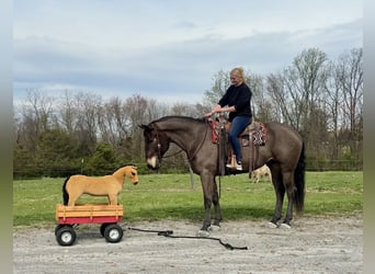 Percheron Mix, Wallach, 7 Jahre, Rotbrauner