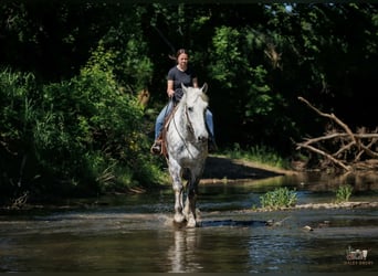 Percheron, Wallach, 7 Jahre, Schimmel