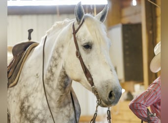 Percheron, Wallach, 7 Jahre, Schimmel