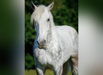 Percheron, Wallach, 7 Jahre, Schimmel