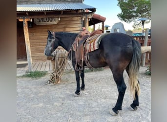 Percheron, Wallach, 8 Jahre, 150 cm, Schimmel