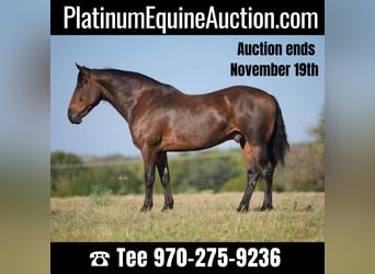 Percheron, Wallach, 8 Jahre, 157 cm, Rotbrauner