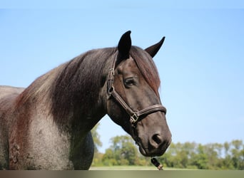Percheron, Wallach, 8 Jahre, 160 cm, Roan-Blue