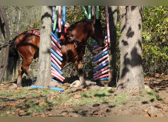 Percheron Mix, Wallach, 8 Jahre, 160 cm, Rotbrauner