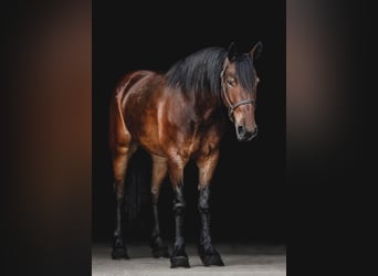 Percheron, Wallach, 8 Jahre, 163 cm, Rotbrauner