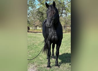 Percheron, Wallach, 8 Jahre, 165 cm, Rappe