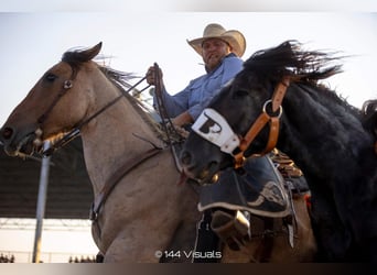 Percheron Mix, Wallach, 8 Jahre, 168 cm