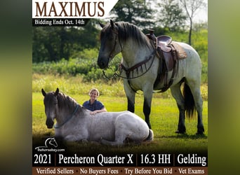 Percheron Mix, Wallach, 8 Jahre, 168 cm, Roan-Blue