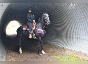 Percheron, Wallach, 8 Jahre, 168 cm, Rotbrauner