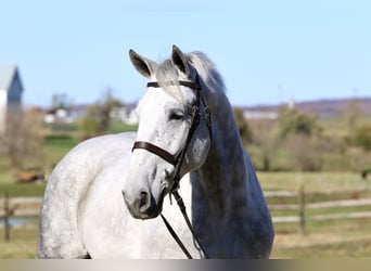 Percheron Mix, Wallach, 8 Jahre, 173 cm, Schimmel