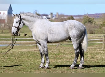 Percheron Mix, Wallach, 8 Jahre, 173 cm, Schimmel