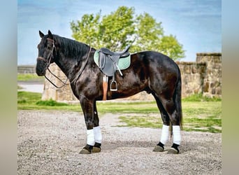 Percheron, Wallach, 8 Jahre, 175 cm, Rappe