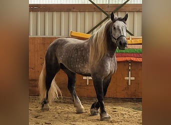 Percheron, Wallach, 8 Jahre, 180 cm, Apfelschimmel