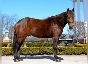 Percheron, Wallach, 8 Jahre, Rotbrauner