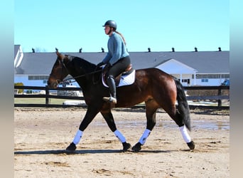 Percheron, Wallach, 8 Jahre, Rotbrauner