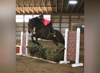 Percheron, Wallach, 8 Jahre, Rotbrauner