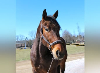 Percheron, Wallach, 8 Jahre, Rotbrauner