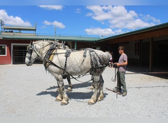 Percheron, Wallach, 8 Jahre, Schimmel